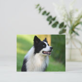 Carte Postale Collie Chien noir et blanc (Debout devant)