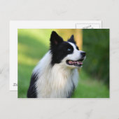 Carte Postale Collie Chien noir et blanc (Devant / Derrière)