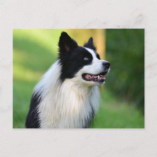 Carte Postale Collie Chien noir et blanc (Devant)