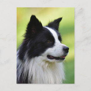 Carte Postale Collie Chien noir et blanc