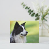 Carte Postale Collie Chien noir et blanc (Debout devant)