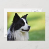 Carte Postale Collie Chien noir et blanc (Devant / Derrière)