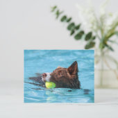 Carte Postale collie de bordure (Debout devant)