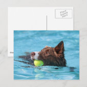 Carte Postale collie de bordure (Devant / Derrière)