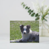 Carte Postale collie de bordure (Debout devant)