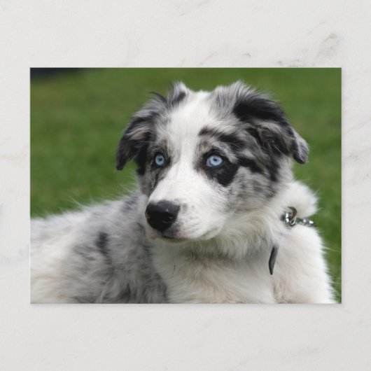 Carte Postale collie de bordure (Devant)