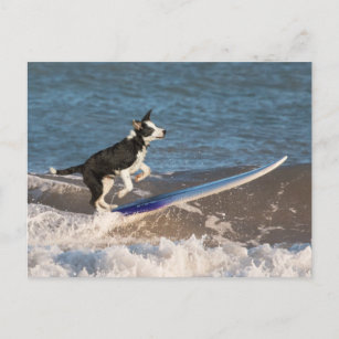 Carte Postale Collie de surf