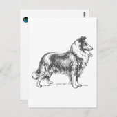 Carte Postale Collie Dog (Devant / Derrière)