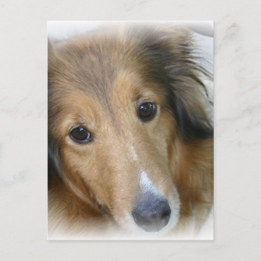 Carte postale Collie Dog (Devant)