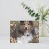 Carte postale Collie Dog (Debout devant)