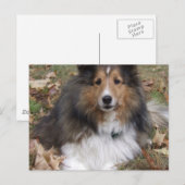 Carte postale Collie Dog (Devant / Derrière)