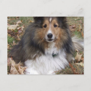 Carte postale Collie Dog