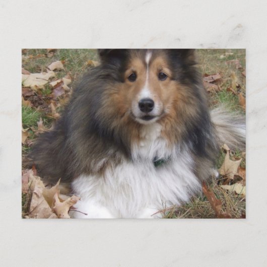 Carte postale Collie Dog (Devant)