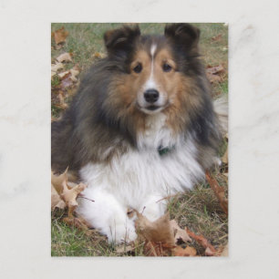Carte postale Collie Dog