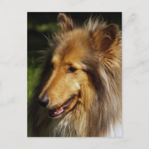 Carte Postale Collie Dog Photographie