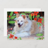 Carte Postale Collie d'or et blanc Mélanger Chien avec Fleurs (Devant / Derrière)