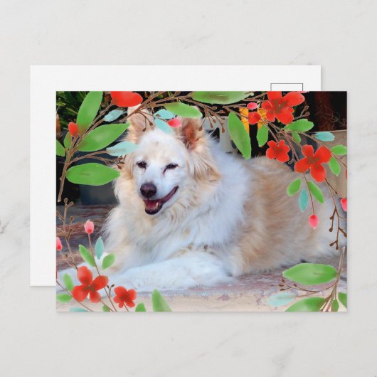 Carte Postale Collie d'or et blanc Mélanger Chien avec Fleurs (Devant / Derrière)