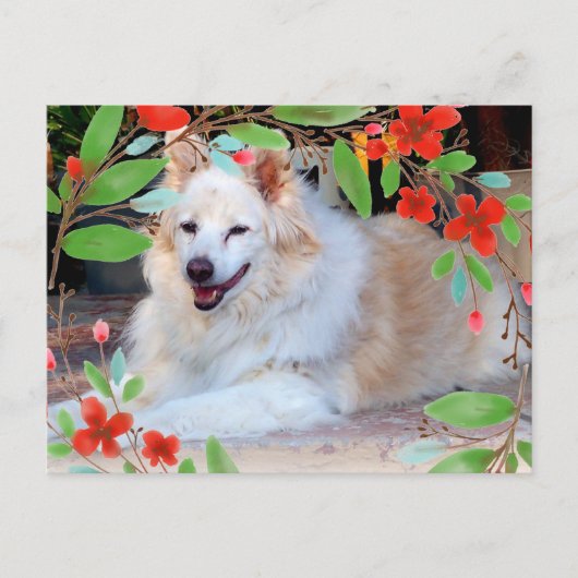 Carte Postale Collie d'or et blanc Mélanger Chien avec Fleurs (Devant)