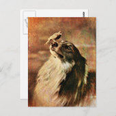 Carte Postale Collie et Birdie (Devant / Derrière)