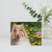 Carte Postale Collie Et Fleurs (Debout devant)