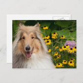 Carte Postale Collie Et Fleurs (Devant / Derrière)