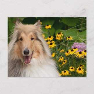 Carte Postale Collie Et Fleurs