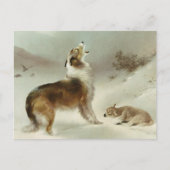 Carte Postale Collie et mouton (Devant)