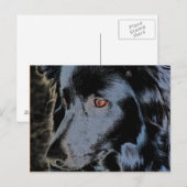 Carte postale Collie Face Dog Bordure noire (Devant / Derrière)