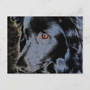 Carte postale Collie Face Dog Bordure Noire