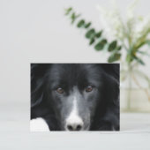 Carte postale Collie Face Dog Bordure Noire (Debout devant)
