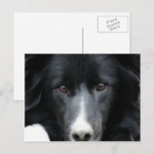 Carte postale Collie Face Dog Bordure Noire (Devant / Derrière)