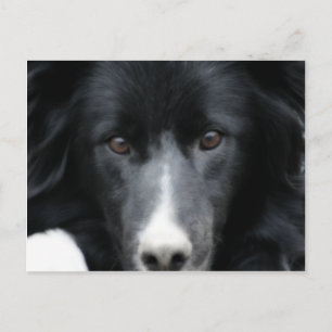 Carte postale Collie Face Dog Bordure Noire