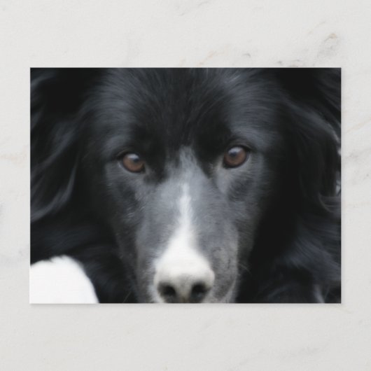 Carte postale Collie Face Dog Bordure Noire (Devant)