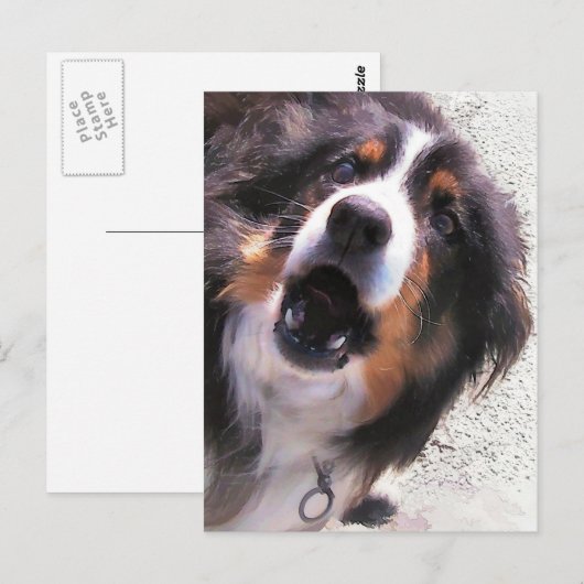 CARTE POSTALE COLLIE FRONTALIÈRE (Devant / Derrière)