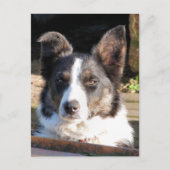 CARTE POSTALE COLLIE FRONTALIÈRE (Devant)