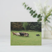 Carte Postale Collie frontalière (Debout devant)