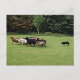 Carte Postale Collie frontalière