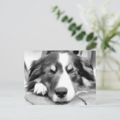 CARTE POSTALE COLLIE FRONTALIÈRE (Debout devant)