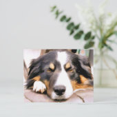 CARTE POSTALE COLLIE FRONTALIÈRE (Debout devant)