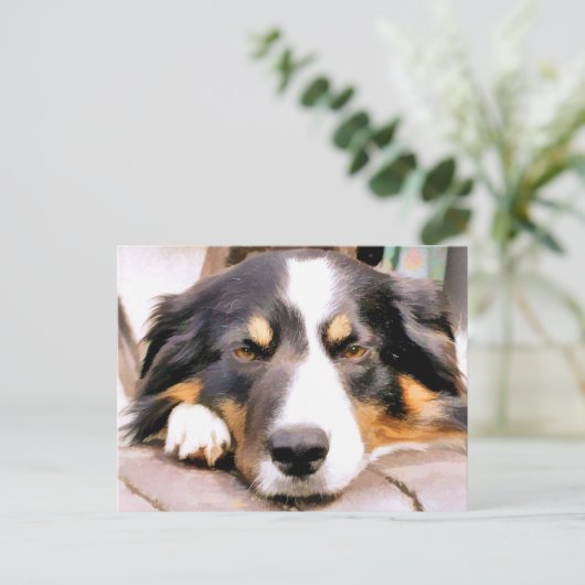 CARTE POSTALE COLLIE FRONTALIÈRE (Debout devant)