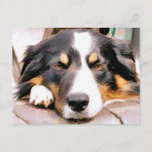 CARTE POSTALE COLLIE FRONTALIÈRE
