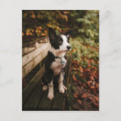 Carte Postale Collie frontalière noire et blanche sur le banc du (Devant)