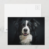 Carte Postale collie-frontière (Devant / Derrière)