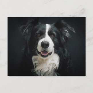Carte Postale collie-frontière