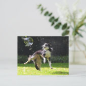 Carte Postale collie frontière avec bulle de savon (Debout devant)