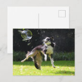Carte Postale collie frontière avec bulle de savon (Devant / Derrière)