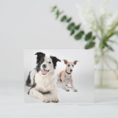 Carte Postale Collie frontière avec whippet (Debout devant)