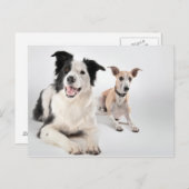 Carte Postale Collie frontière avec whippet (Devant / Derrière)