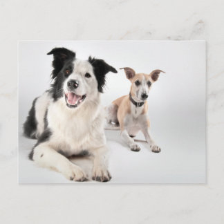Carte Postale Collie frontière avec whippet