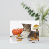 Carte Postale Collie haloween (Debout devant)